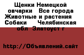 Щенки Немецкой овчарки - Все города Животные и растения » Собаки   . Челябинская обл.,Златоуст г.